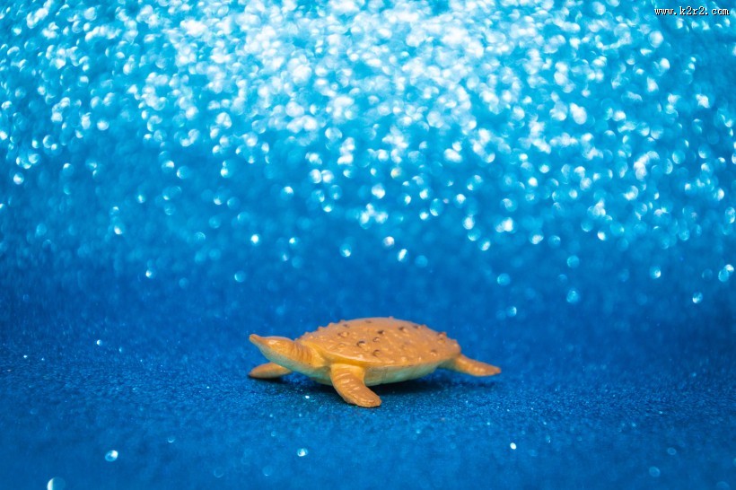 迷你乌龟玩具图片