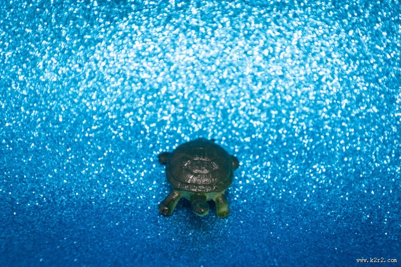 迷你乌龟玩具图片