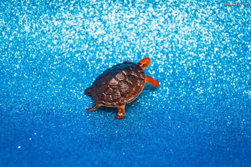 迷你乌龟玩具图片