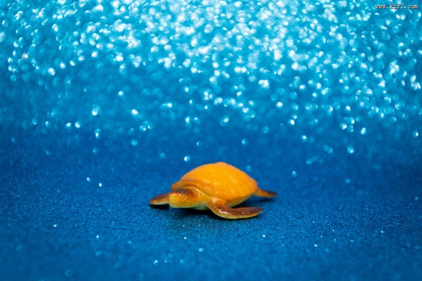 迷你乌龟玩具图片