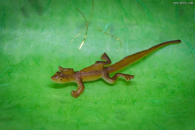 蜥蜴模型图片大全