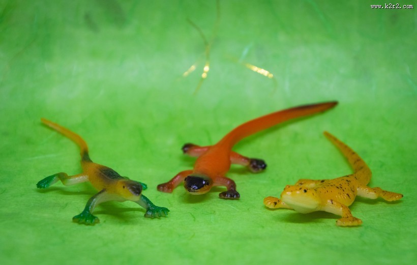 蜥蜴模型图片大全