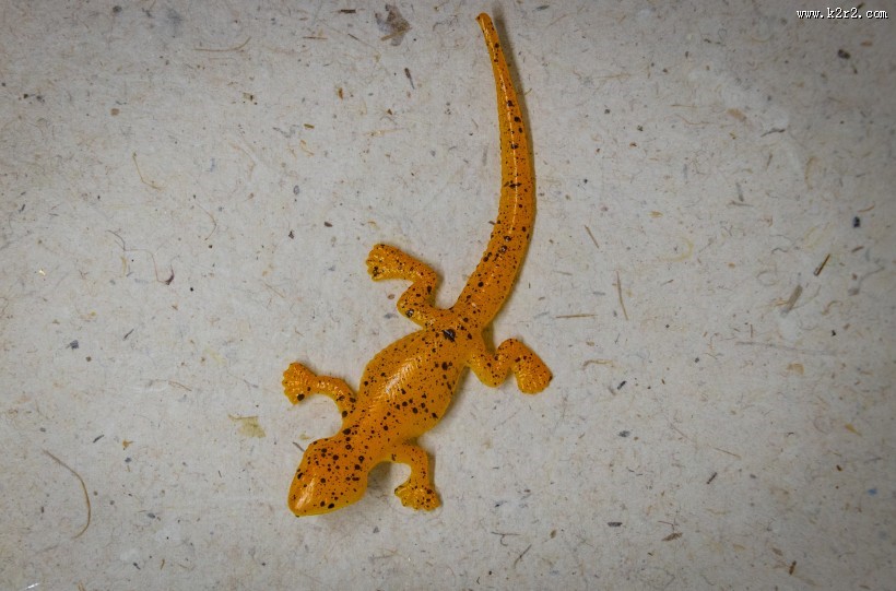 蜥蜴模型图片大全