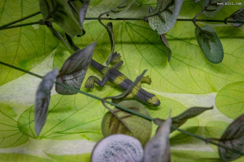 蜥蜴模型图片大全