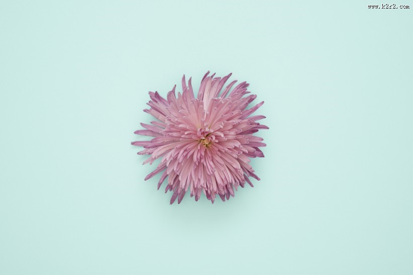 粉蓝背景的物品特写图片