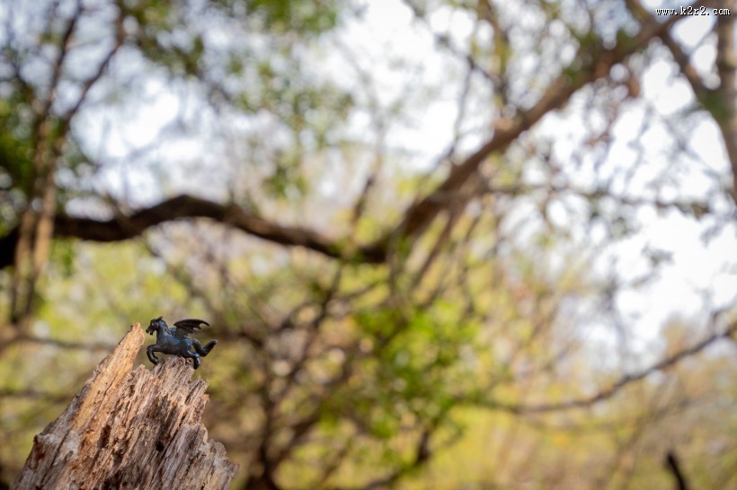 动物玩具的微距摄影图片大全