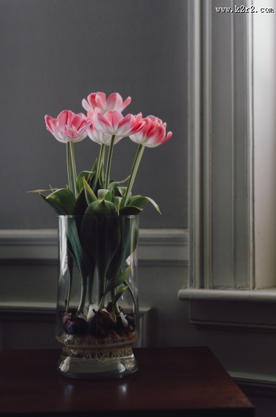 插着花的玻璃花瓶图片大全