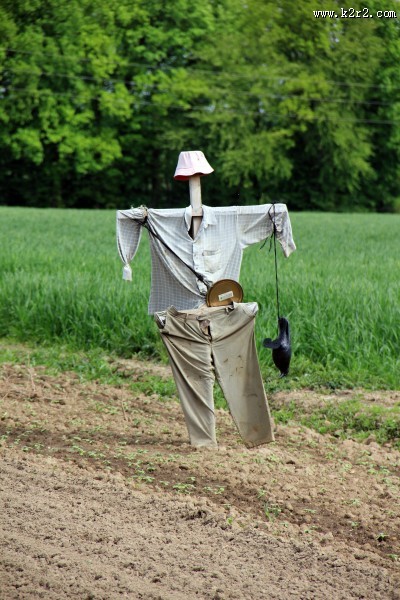 守护田地的稻草人图片