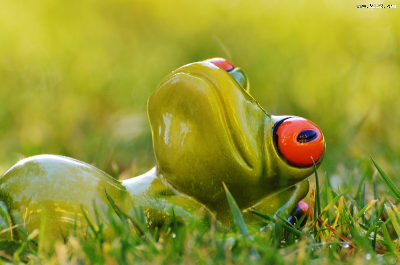 有趣的青蛙摆件图片大全