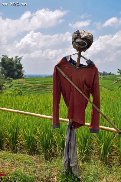 驱赶鸟类的稻草人图片