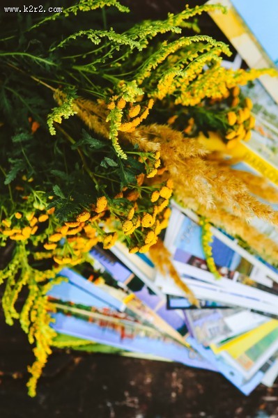 干花和杂志和相机和板鞋的艺术摄影图片大全