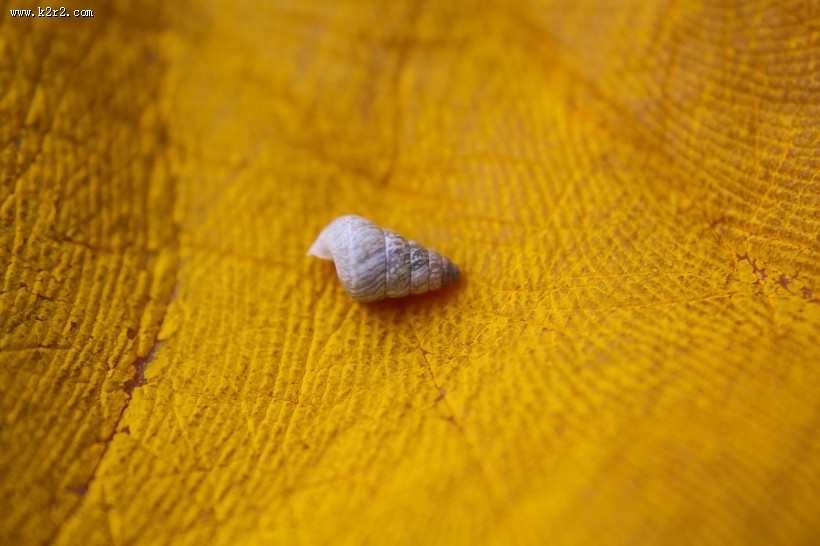 好看的贝壳图片大全