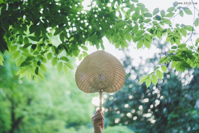 夏日传统蒲扇图片