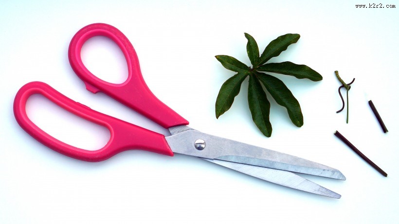 各种各样的剪刀图片