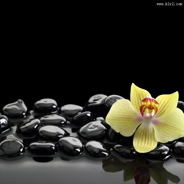 花朵和spa鹅卵石图片