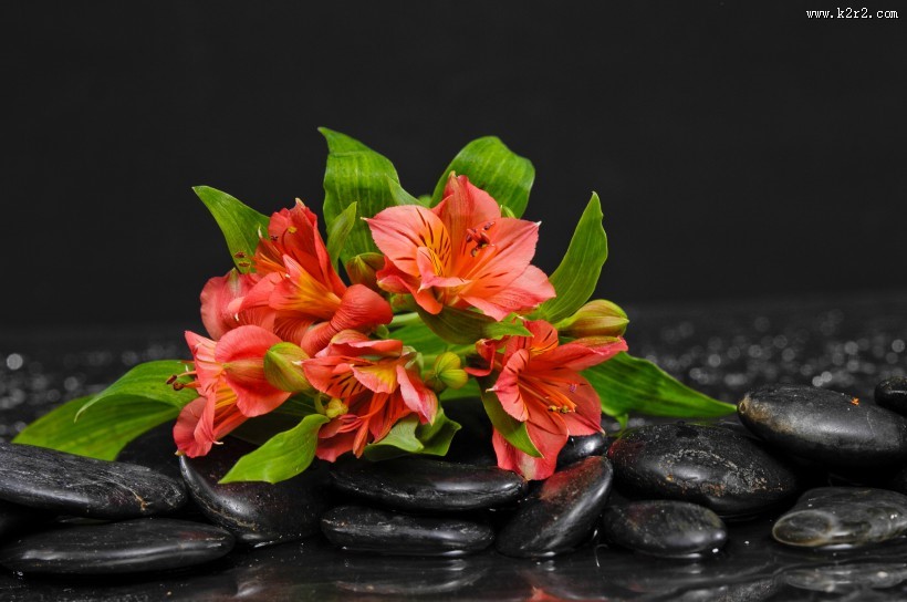 花朵和spa鹅卵石图片