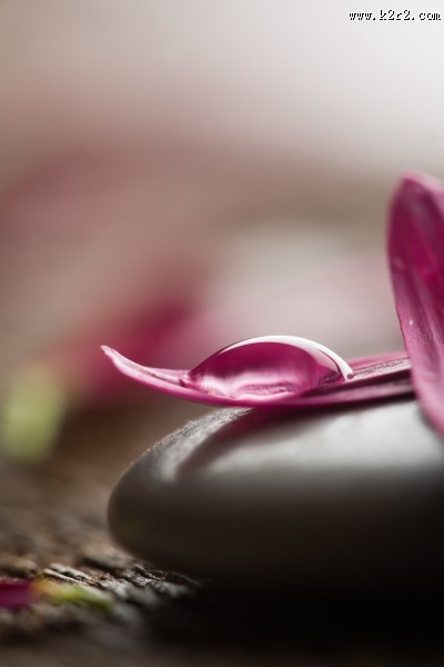 花朵和spa鹅卵石图片