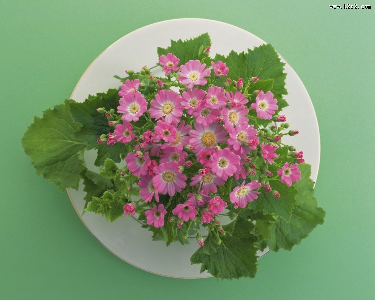 用花卉丝带装饰盘子的艺术摄影图片