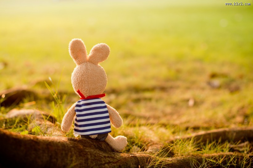 砂糖兔公仔图片