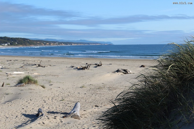 海滩上的漂流木图片