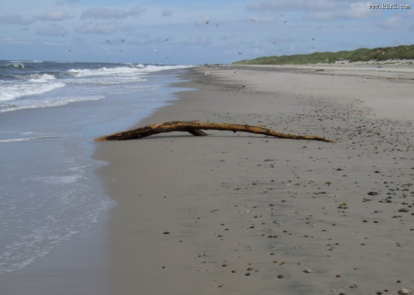 海滩上的漂流木图片