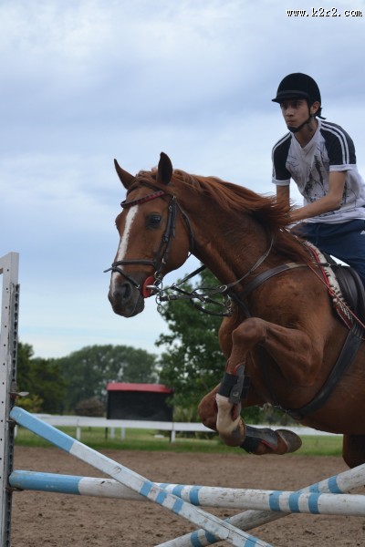 跨越障碍的赛马图片