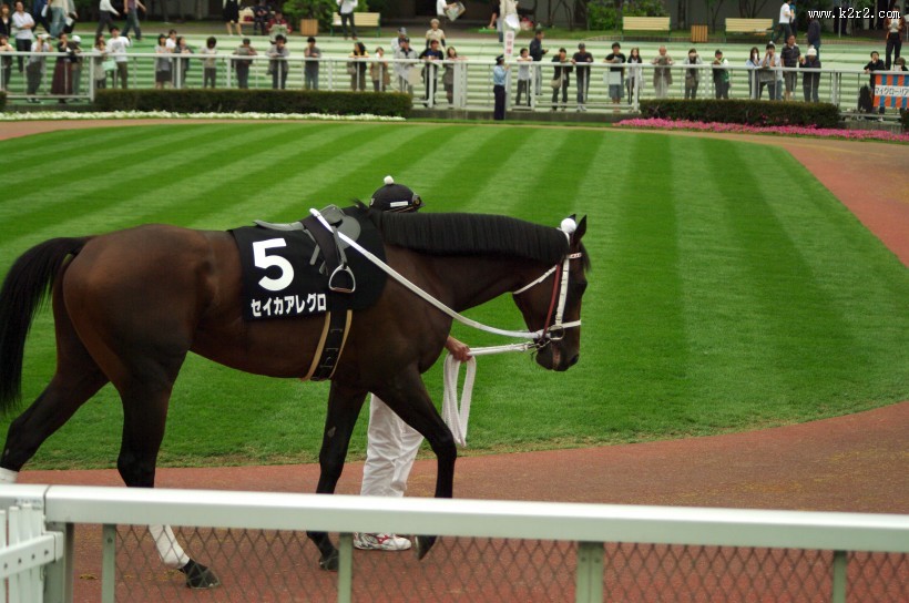 日本赛马比赛的图片