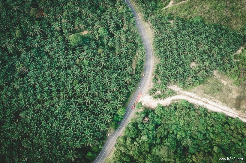 树林里的公路图片大全