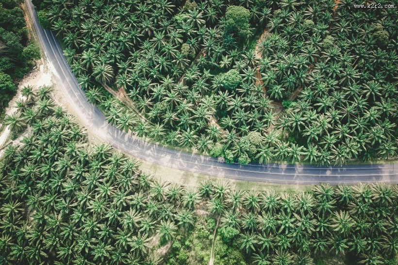 树林里的公路图片大全