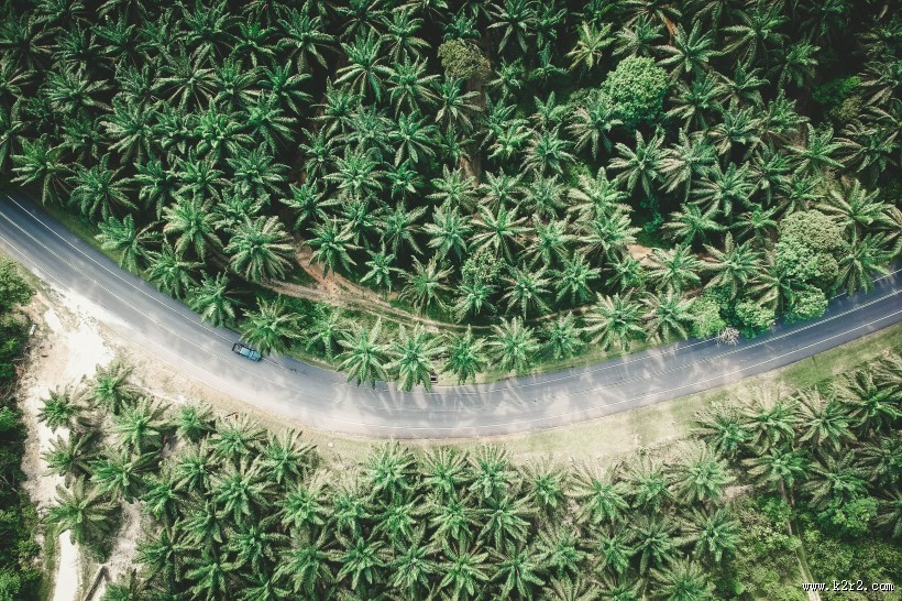 树林里的公路图片大全