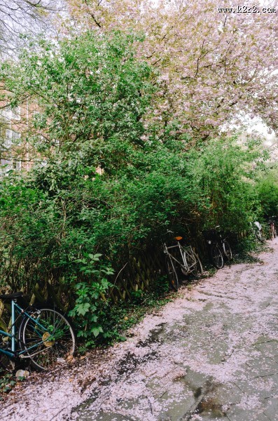 代步的自行车图片大全