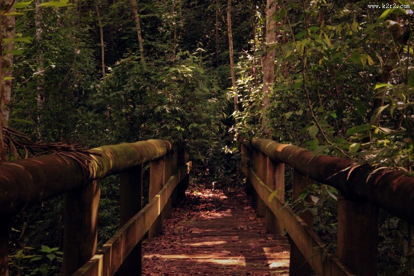 木制的栈道图片