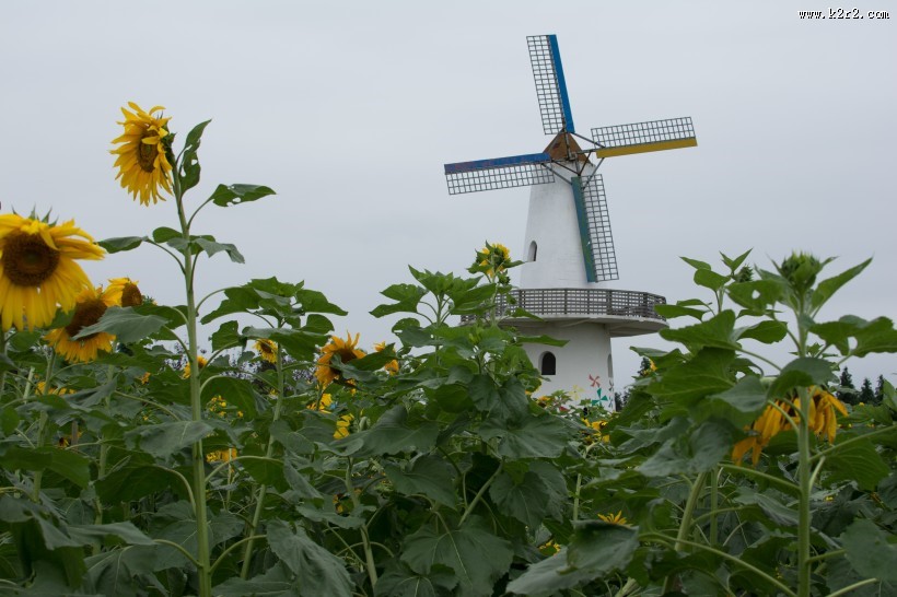 荷兰风车图片