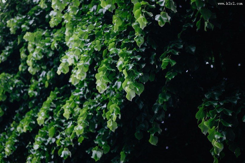 城市绿化的图片