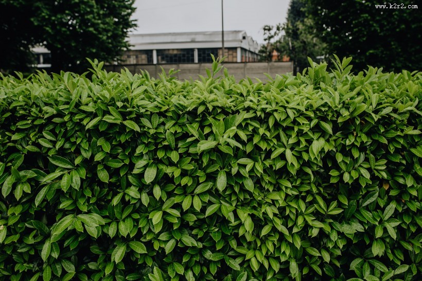 城市绿化的图片