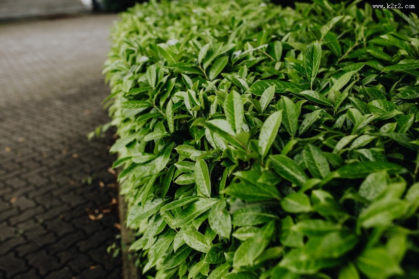 城市绿化的图片