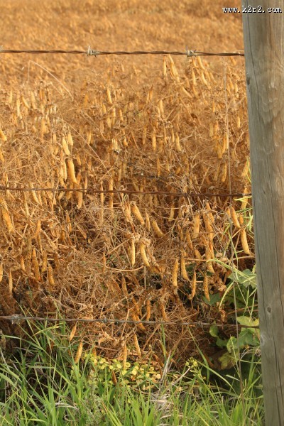 农场的铁丝网特写图片