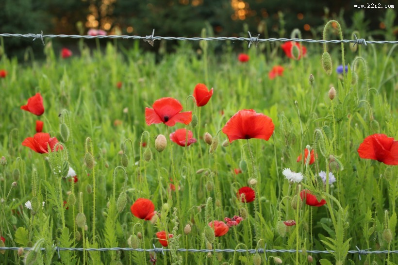 农场的铁丝网特写图片