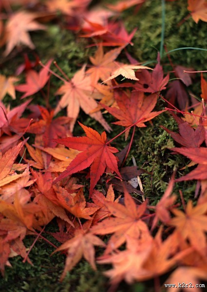 红色枫叶和日式庭院图片