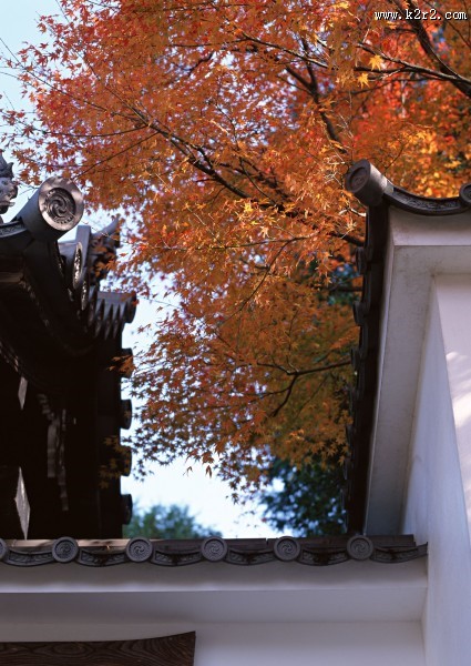 红色枫叶和日式庭院图片