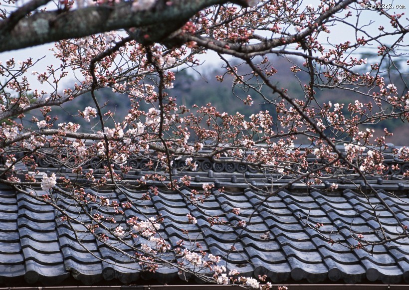 樱花和日式庭院图片大全