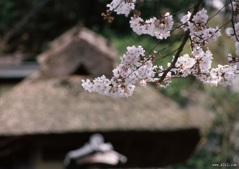 樱花和日式庭院图片大全