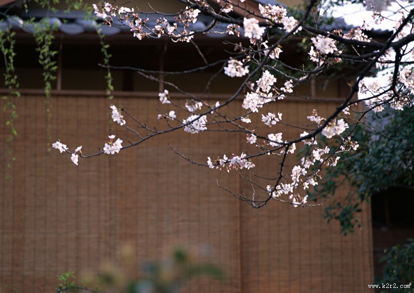 樱花和日式庭院图片大全