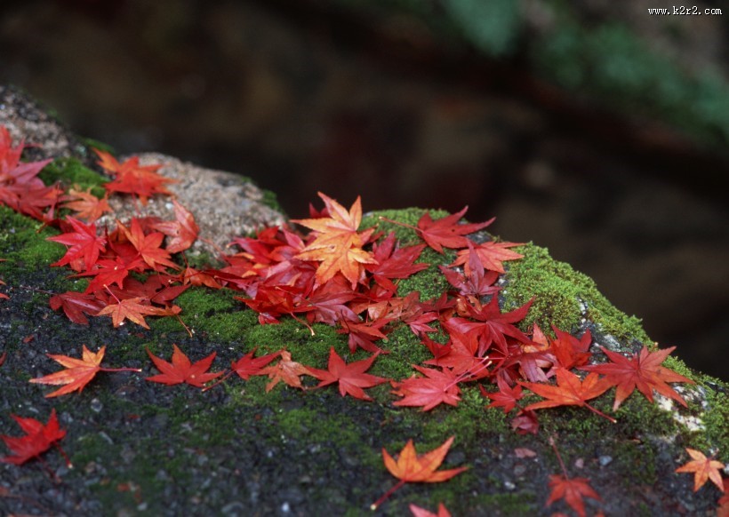 日式庭院和枫叶图片
