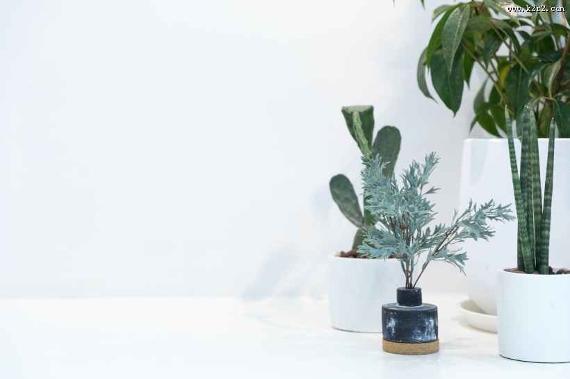 公司前台绿叶植物摆放装饰图片