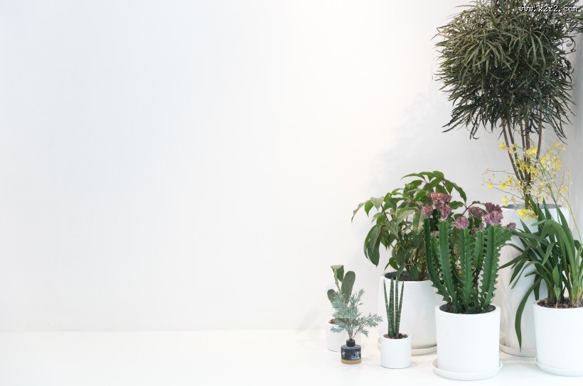 公司前台绿叶植物摆放装饰图片