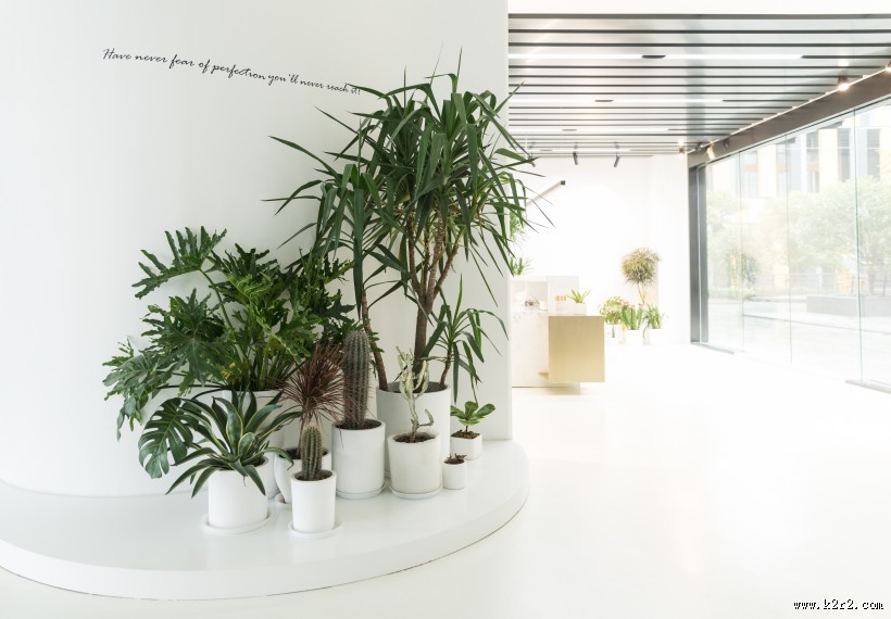 公司前台绿叶植物摆放装饰图片