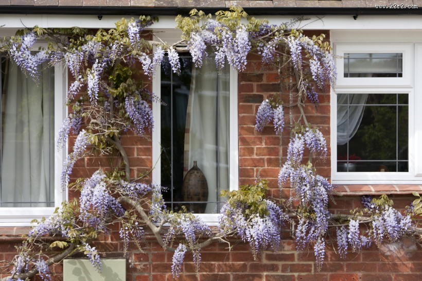植物装饰的窗户图片