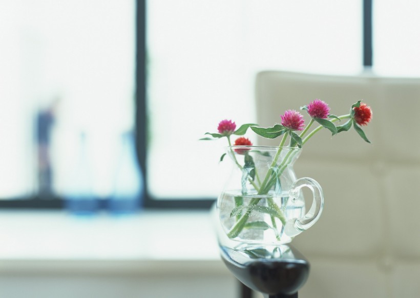 家居花草植物盆栽摆设图片大全