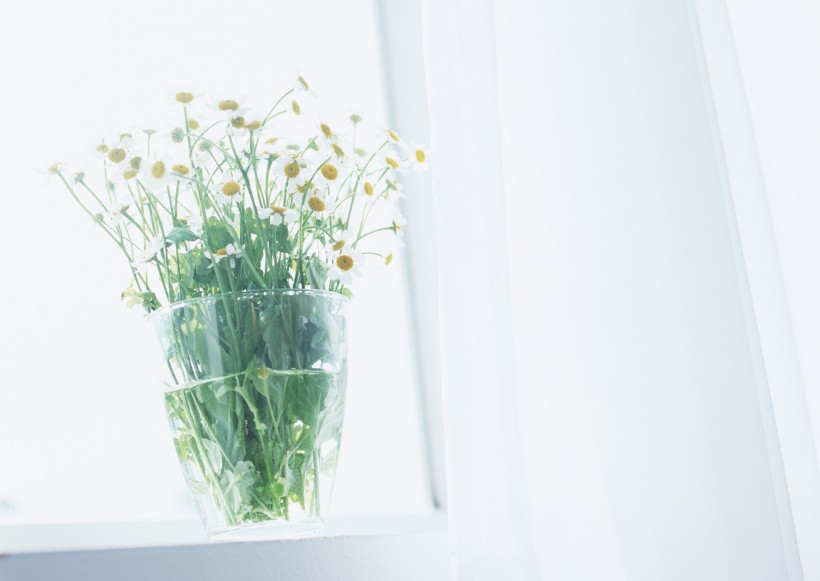 家居花草植物盆栽摆设图片大全